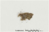 藏品(羽枝青苔)的圖片